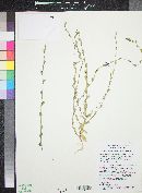 Triodanis perfoliata var. biflora image